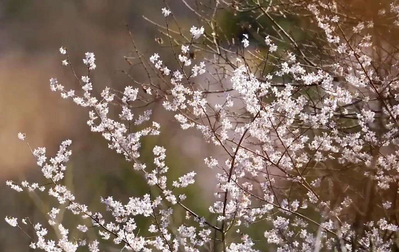 Wild cherry blossom blooming in Jinhua Panan's Valley