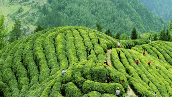 Taizhou to host intl tea culture expo