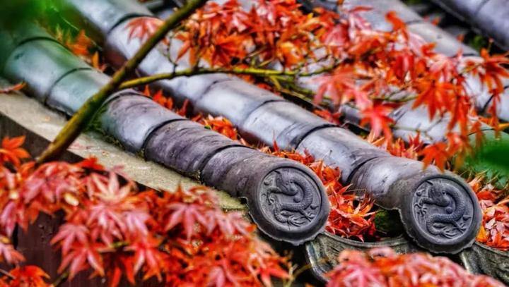Your pocket guide to enjoying maple leaves in Hangzhou
