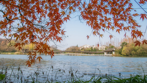 Qiandao Lake with the Most Beautiful Color of Late Autumn