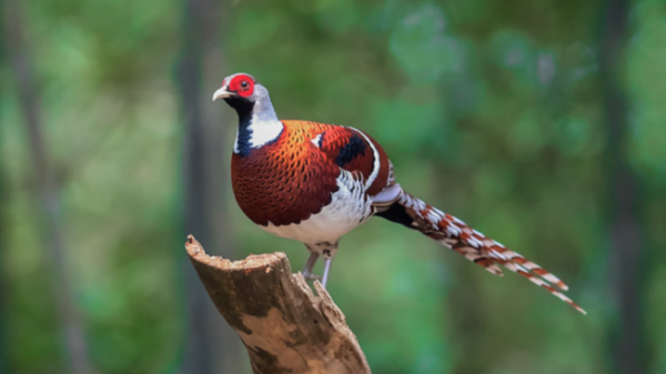 The establishment of Wucheng Nanshan Provincial Nature Reserve gets approved