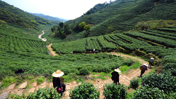Four summer ltineraries to experience in Hangzhou