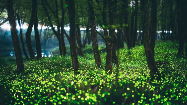 Head to Jiulong Wetlands in Lishui to see thousands of fireflies light up at once