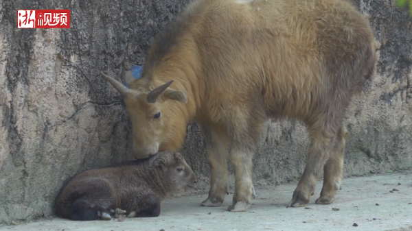 Baby Golden Takin born in Hangzhou Safari Park 萌出天际！杭州野生动物世界金毛羚牛宝宝蹒跚学步“练”登山