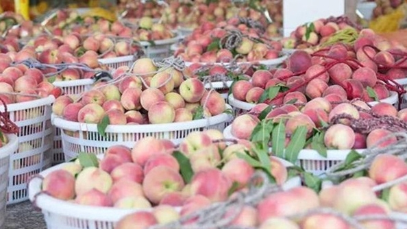 Peaches hit the market in Jinhua
