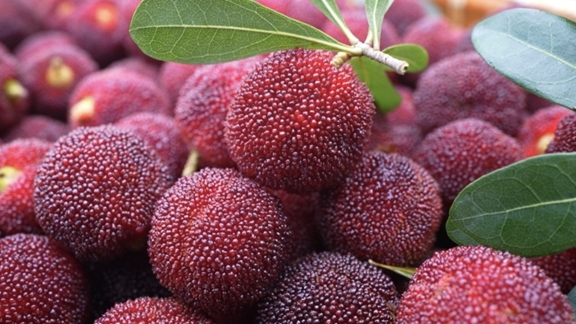 Qingtian waxberries delight foreign palates