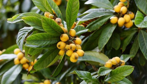Don't miss the 2020 Tangqi Loquat Festival!