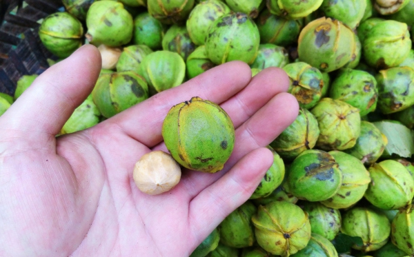 The Chinese Hickory Nut