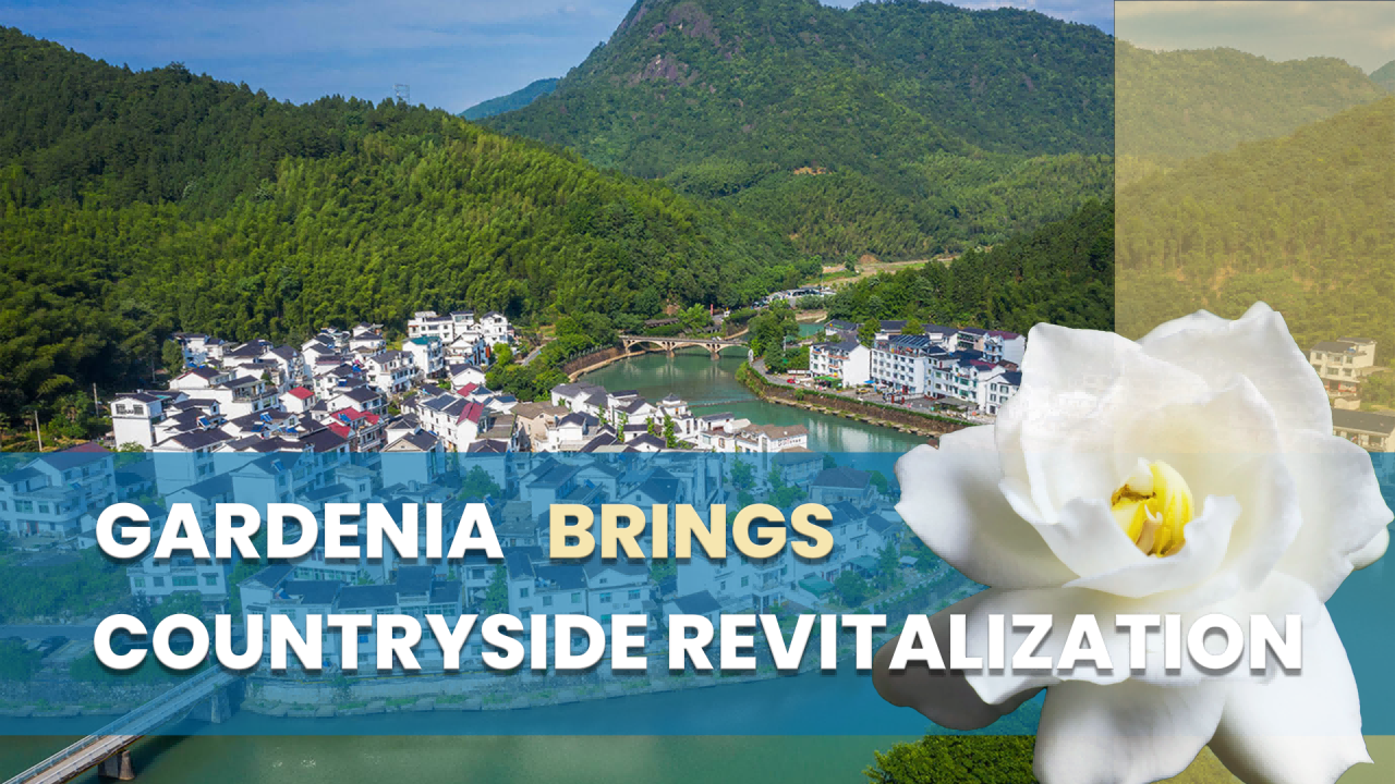 Gardenia brings countryside revitalization