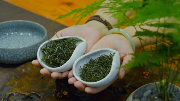 Explore the beautiful tea gardens in Xinchang