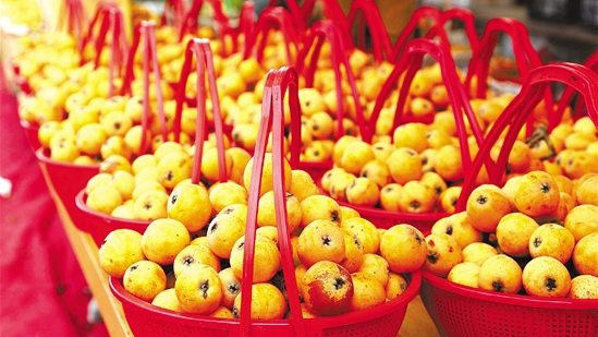 Loquat season is coming! Feast on the furry, sweet-tart fruit at Tangqi Loquat Festival!